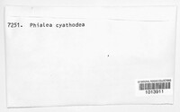 Cyathicula cyathoidea image